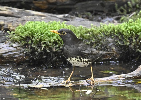 クロツグミ♂4408