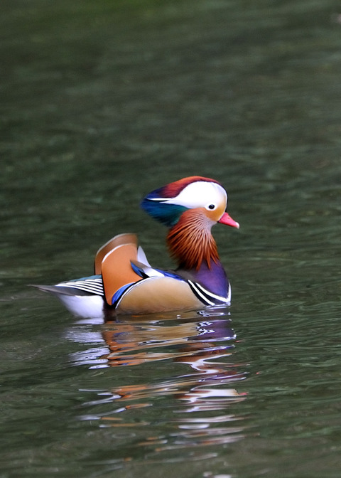 オシドリ♂7552-01