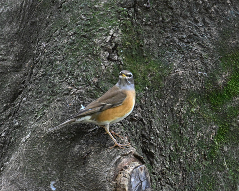 マミチャジナイ0620