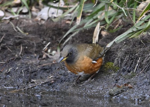 オオアカハラ5284