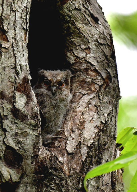 オオコノハズクのヒナ8173