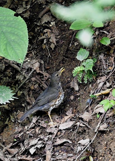 クロツグミ♀0373