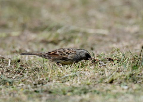 シベリアアオジ♂6980