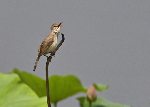 オオヨシキリ1899