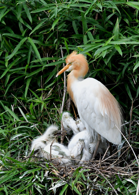 アマサギ6854