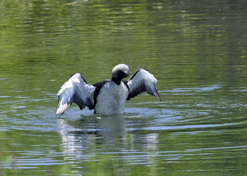 羽ばたく・シロエリオオハム9383