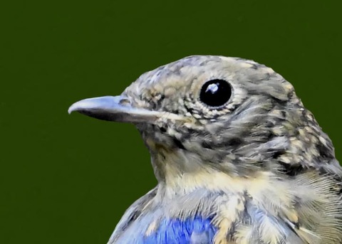 オオルリ♂幼鳥8000