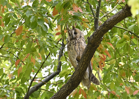 トラフズク♂4021