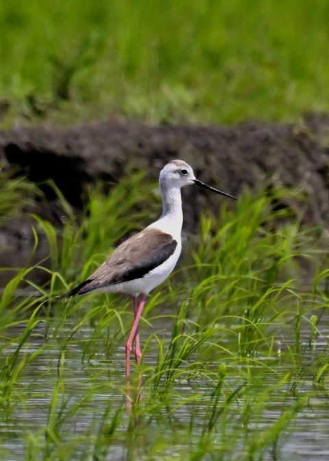 セイタカシギ9086