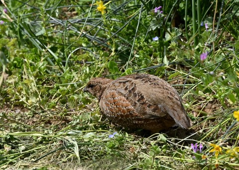 コリンウズラ♀2427