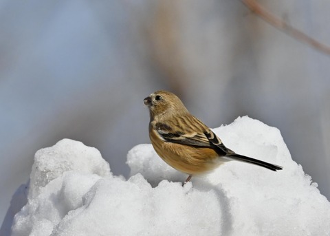 ベニマシコ♀2481