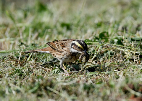 キマユホオジロ♀2402