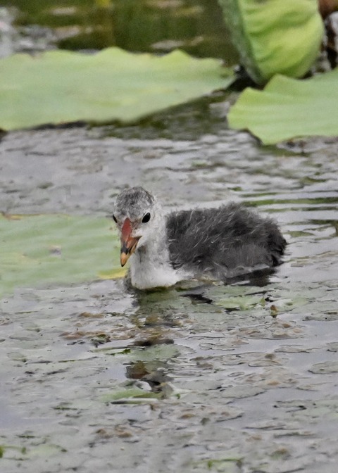 オオバンのヒナ6907