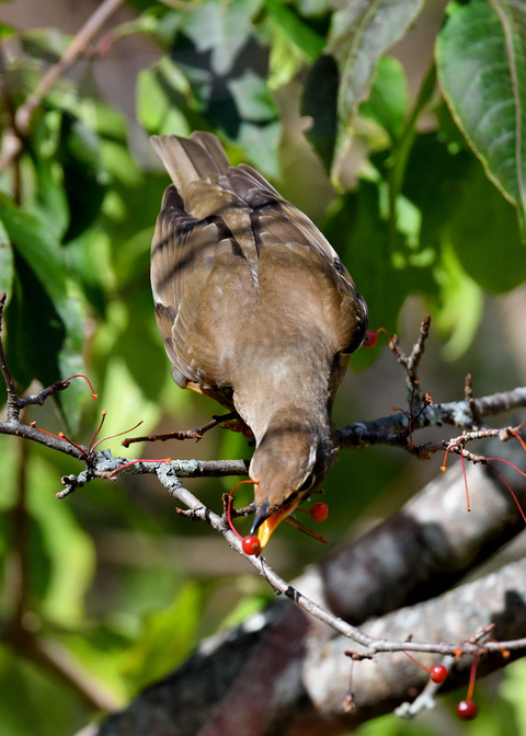マミチャジナイ1890