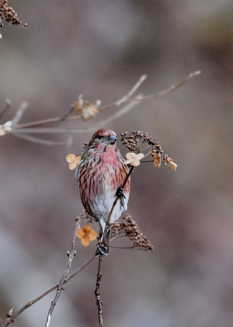 オオマシコ♀5824