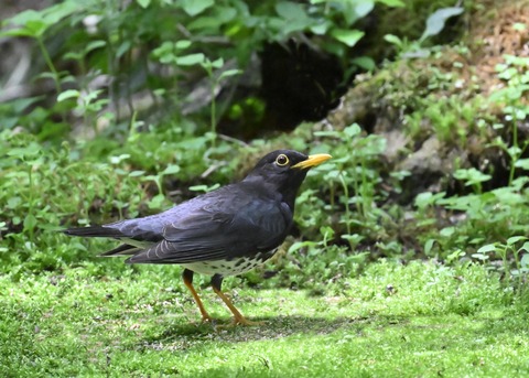 クロツグミ♂4150