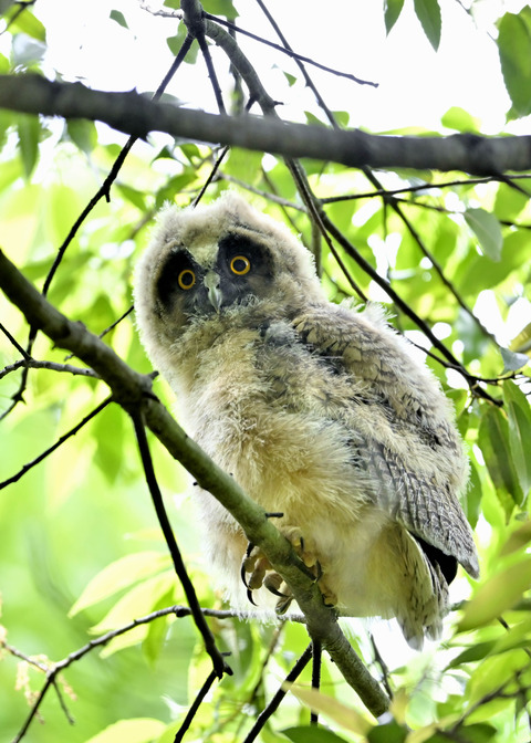 トラフズクのヒナ2275