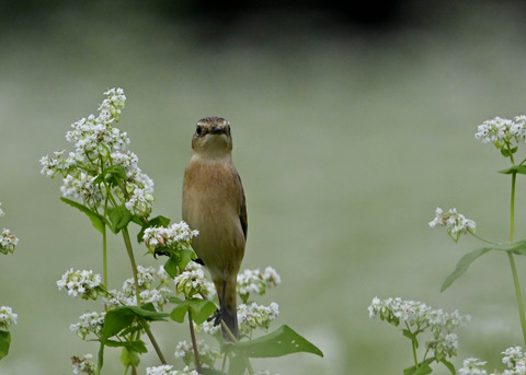 ノビタキ♀5337