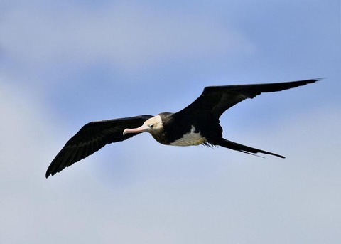 オオグンカンドリ0353