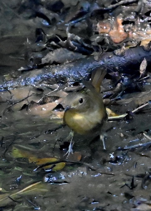 オオルリ♀7237