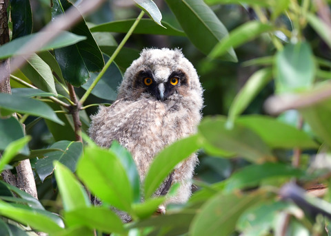 トラフズクのヒナ①7935