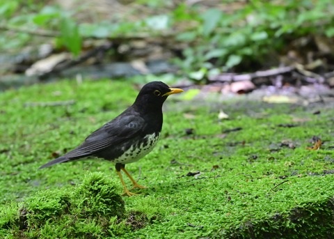 クロツグミ♂1265