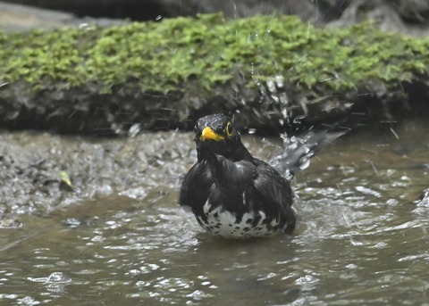 クロツグミ♂9528
