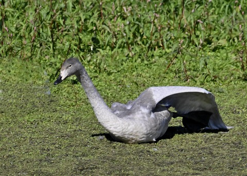 オオハクチョウ幼鳥羽広げ2886