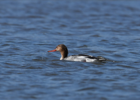 ウミアイサ♀2899