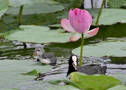 オオバン親子6771