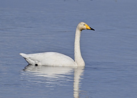 オオハクチョウ3323