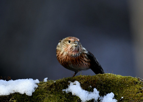 オオマシコ若鳥9588