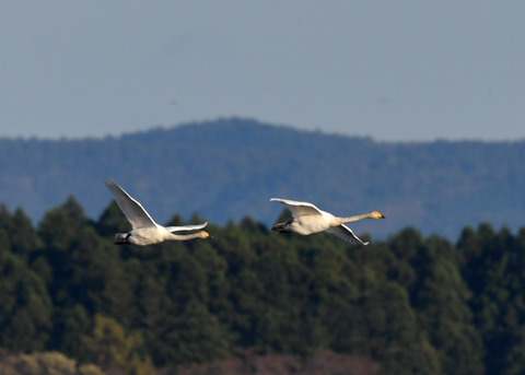 オオハクチョウ3666