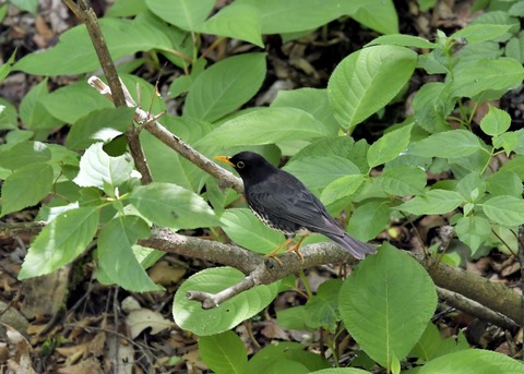 クロツグミ♂6035