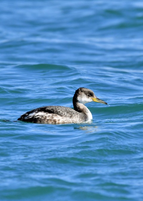 アカエリカイツブリ冬羽4220