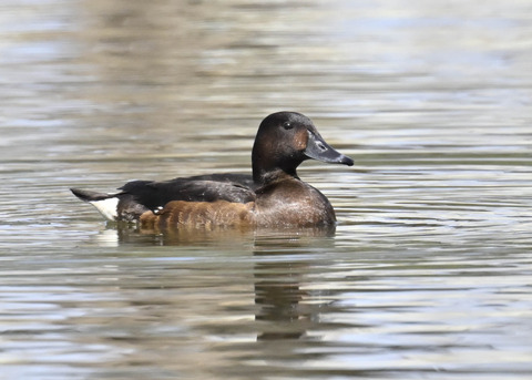 アカハジロ♀3522