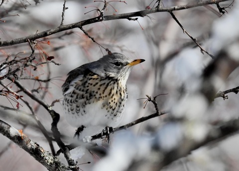 ノハラツグミ3549