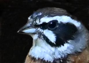 ホオジロ♂4000(4582)