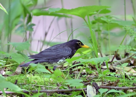 クロツグミ♂6569