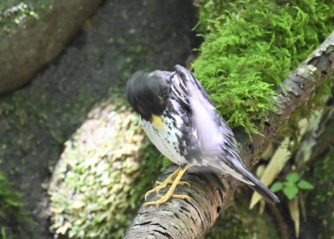 クロツグミ♂4390