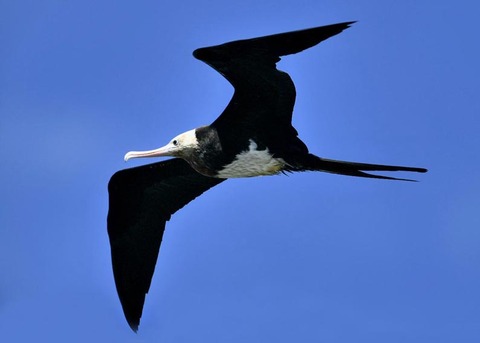 オオグンカンドリ0594