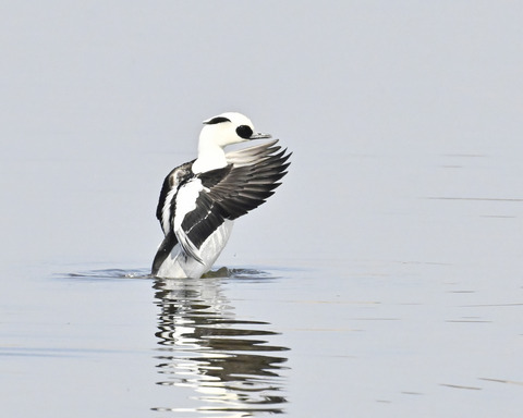 羽ばたくミコアイサ♂4878