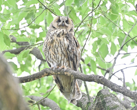 トラフズクの♀親4770