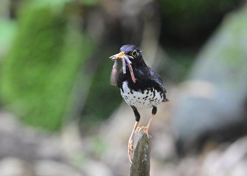 クロツグミ♂8451