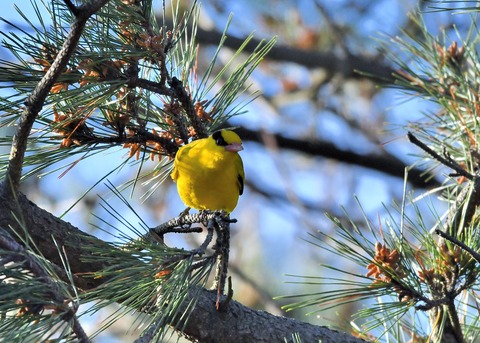 コウライウグイス2821