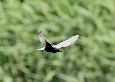 ハジロクロハラアジサシ0227