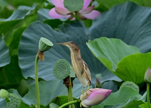 ヨシゴイ♀9372