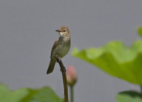 オオヨシキリ2092