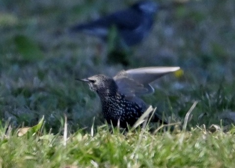 ホシムクドリ5362