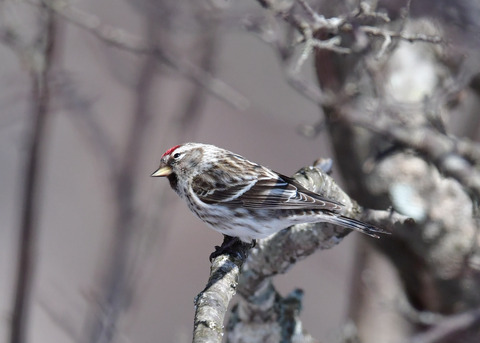 ベニヒワ♀3877